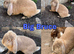 1 Pure French Lop Doe Left