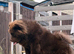 Chunky Chow