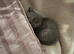 Persian Kittens