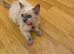 Ragdoll cat
