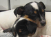 TWO BEAUTIFUL PUPPIES LOOKING FOR THEIR FOREVER HOMES