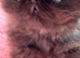 Registered Pedigree persian kittens
