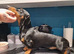For stud! KC registered miniature dachshund