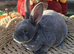 3 Mini Rex Kits to RESERVE