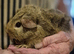 5  cute baby boy guinea pigs