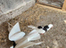 Iranian pigeons