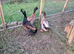 1x Cayuga and 2x Khaki Campbell drakes