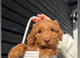 Cockapoo puppies