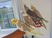 Super silly hand tamed baby cockatiels