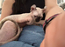 Sphynx kitten female 4 months old