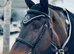 Riding club/showjumper