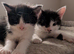 Cute kittens for sale to go to loving homes