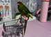 12 week male kakarikkki