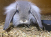 Angora mini lops.
