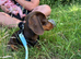 Miniature dachshund