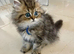 Golden Chinchilla Persian