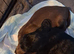 8 gorgeous sprocker spaniel pups
