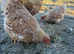 Buff laced Wyandotte Bantams