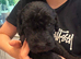 Bedlington terrier