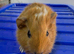 Baby guniea pigs ready to be reserved