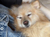 Pomeranian puppies 2 girls 1 boy