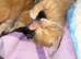 Ginger kittens