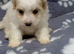 Maltipoo puppy.