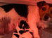 Jack Russell pup 1 x available