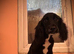 Beautiful black cocker spaniel girl