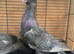 Siryan quality pigeon for sale