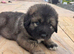 Puppies