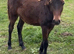 Reg Welsh partbred filly foal to make 14.2hh