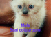 Gorgeous Himalayan kittens