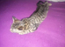 Pretty girl kitten