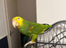 Double yellow headed amazon male