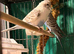Beautiful 9 week old budgies available