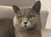 Beautiful British Blue Boy Billy for Stud