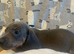 Dachshund puppies