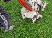 4 pigmy goats
