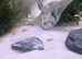Platy free