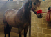 Eye catch 3yr old mare