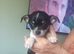 Apple head chihuahua bitch pup