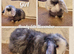 Mini lop kits to reserve.vetchecked&vaccinated