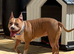 Mixed bull/staffy breed female