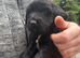 Beautiful cocker spaniel puppies