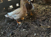 Call ducks
