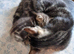 Kittens for sale