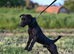 Patterdale for stud