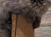 Stunning pure bred persian kittens bridgwater