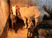 Nanny goat with twins